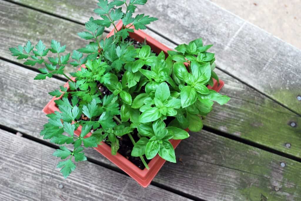 BasilPot Herb Pot